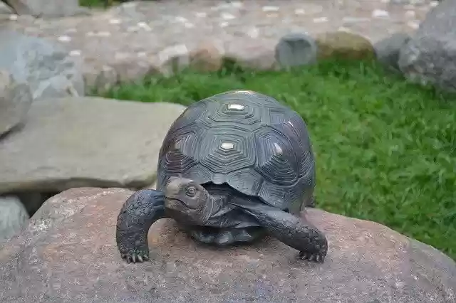 Free download Tortoise Stone Bronze -  free photo or picture to be edited with GIMP online image editor