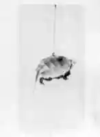 Free download Tortoise Suspended By String free photo or picture to be edited with GIMP online image editor