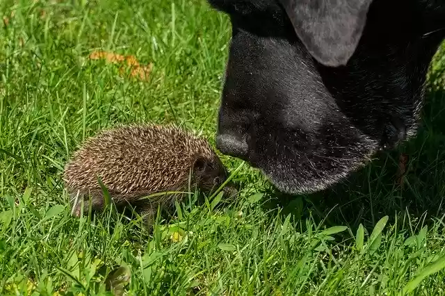 Free download Touch Fauna Friendship -  free photo or picture to be edited with GIMP online image editor