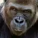 Toxic comments Identifier Twitter  screen for extension Chrome web store in OffiDocs Chromium