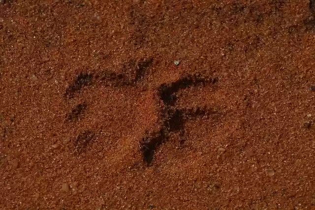 Free download Tracks Paw Print -  free free photo or picture to be edited with GIMP online image editor