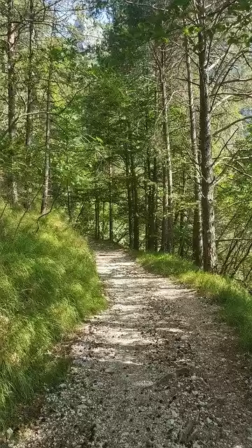 Free download Trail Forest Nature -  free photo or picture to be edited with GIMP online image editor