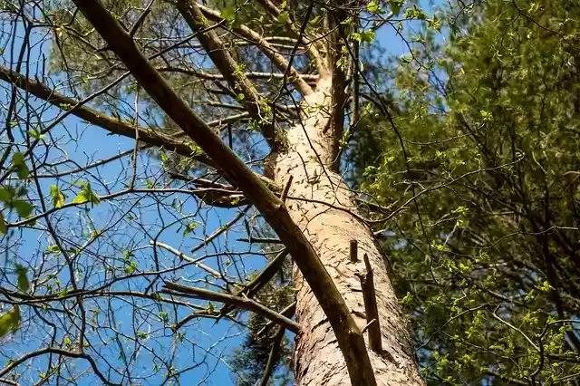 Free download Tree Ascending Aspiring -  free photo or picture to be edited with GIMP online image editor