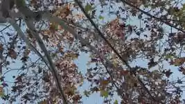 Free download Tree Autumn Leaves -  free video to be edited with OpenShot online video editor