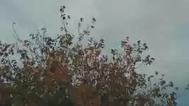 Free download Tree Autumn Nature -  free video to be edited with OpenShot online video editor