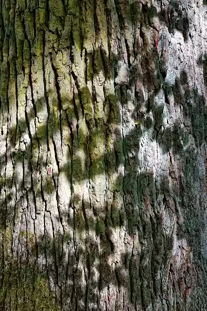 Free download Tree Bark Nature -  free free photo or picture to be edited with GIMP online image editor