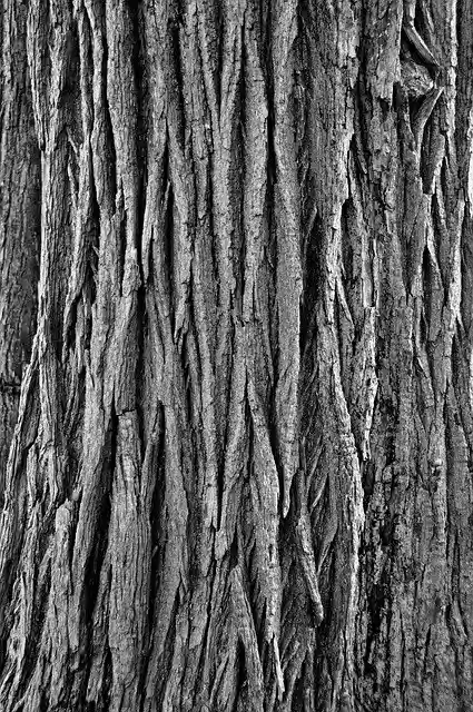 Free download Tree Bark Pattern Rough -  free photo or picture to be edited with GIMP online image editor