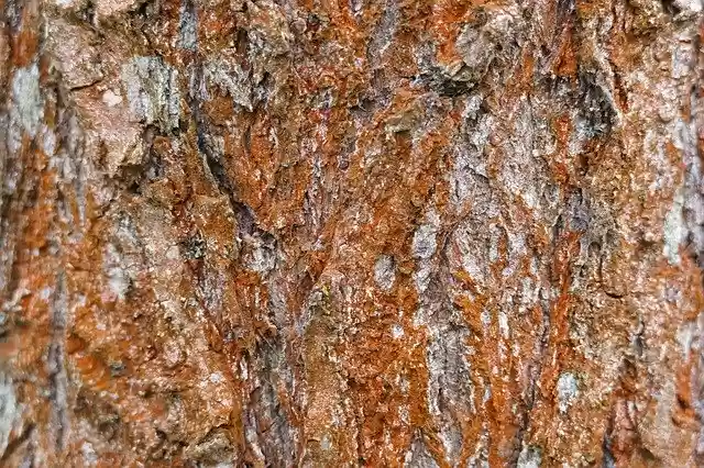 Unduh gratis templat foto Tree Bark Pine gratis untuk diedit dengan editor gambar online GIMP