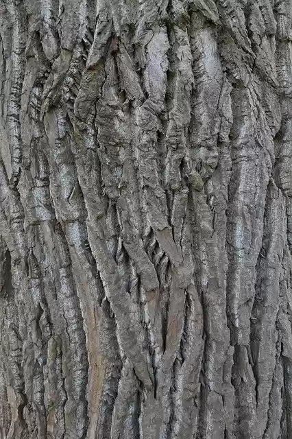 Free download Tree Bark Poplar -  free photo or picture to be edited with GIMP online image editor