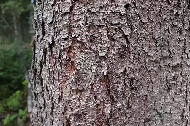 Free download Tree Bark Texture -  free photo or picture to be edited with GIMP online image editor