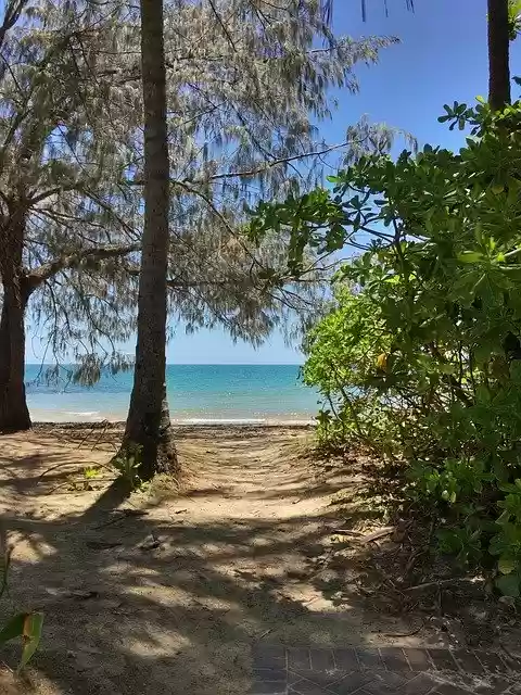 Free download Tree Beach Secluded -  free photo or picture to be edited with GIMP online image editor