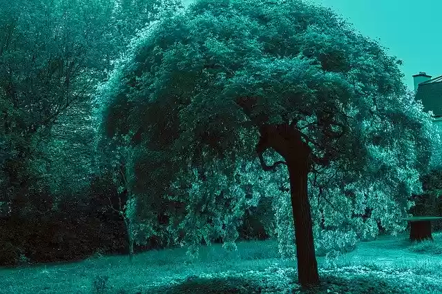 Free download Tree Blue Landscape -  free free photo or picture to be edited with GIMP online image editor