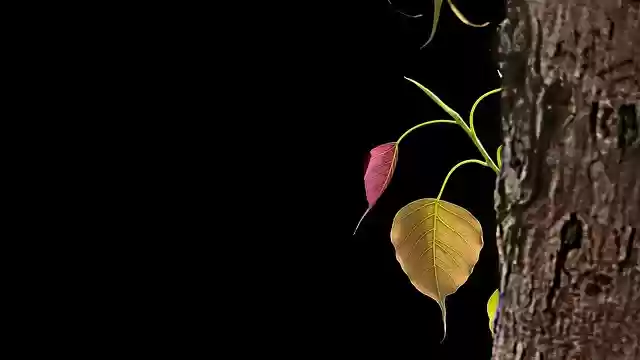 Free download tree bodhi tree bo ficus religiosa free picture to be edited with GIMP free online image editor