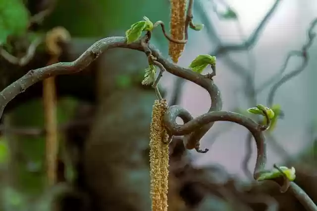 Free download tree branch bud shoots spring free picture to be edited with GIMP free online image editor