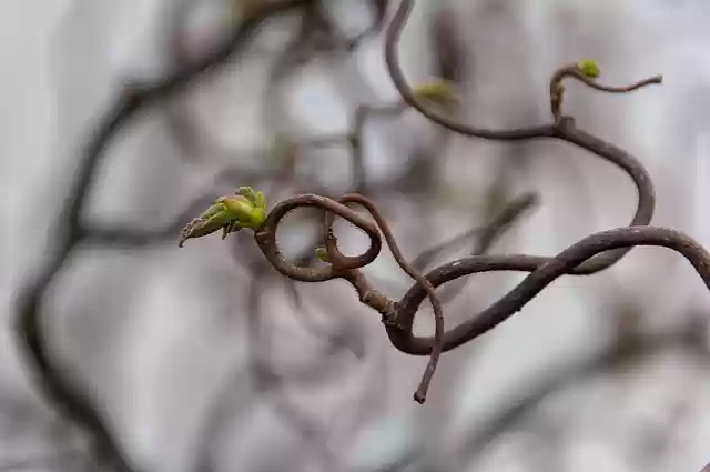 Free download tree branch bud spring free picture to be edited with GIMP free online image editor