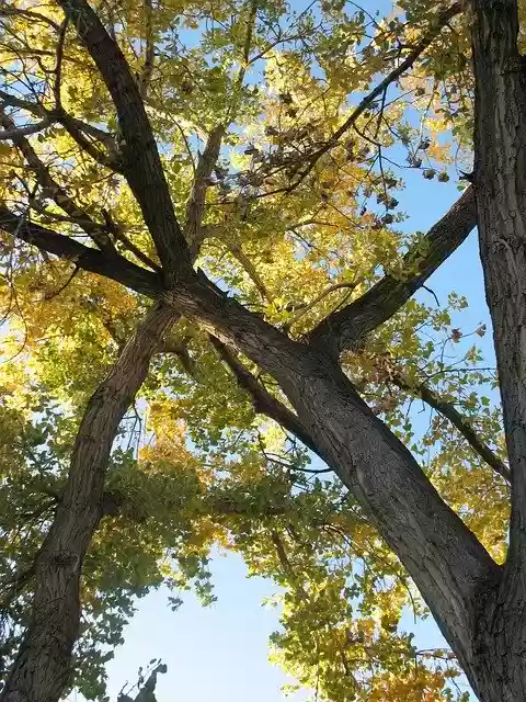 Free download Tree Branches Leaves Sky -  free photo or picture to be edited with GIMP online image editor