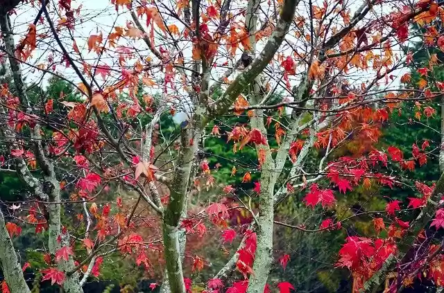 Free download Tree Branches Water Drop -  free free photo or picture to be edited with GIMP online image editor