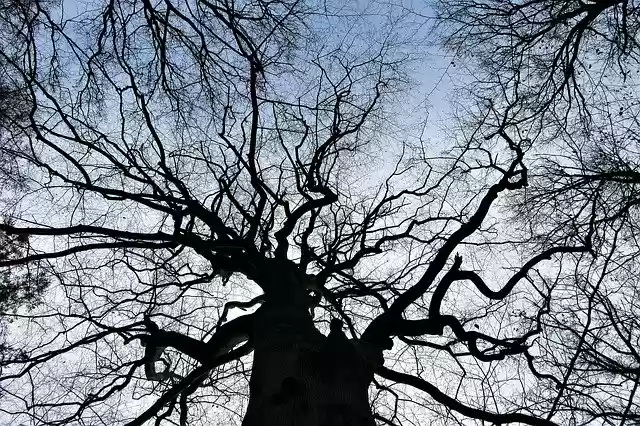 Free download Tree Branches Winter -  free photo or picture to be edited with GIMP online image editor