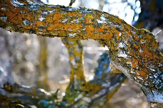 Free download tree branch hiking trail path free picture to be edited with GIMP free online image editor