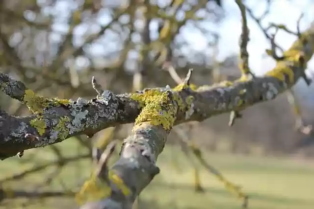 Безкоштовно завантажте зображення гілки дерева мох зима природа для редагування за допомогою безкоштовного онлайн-редактора зображень GIMP