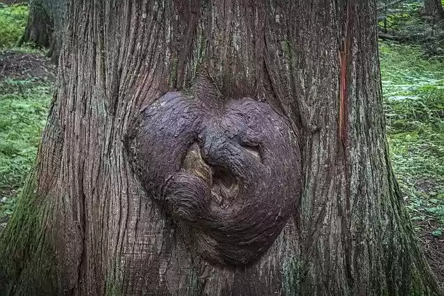 Free download Tree Burl Gnarly -  free free photo or picture to be edited with GIMP online image editor