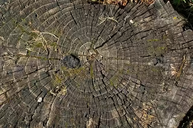 Free download Tree Butt Log Life -  free photo or picture to be edited with GIMP online image editor