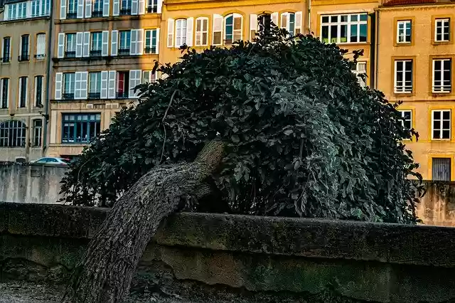 Free download Tree City Nature -  free free photo or picture to be edited with GIMP online image editor