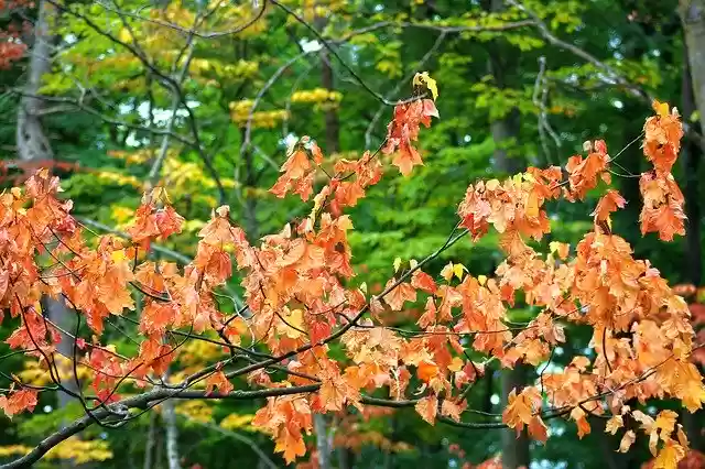 Bezpłatne pobieranie Tree Colorful Foliage - bezpłatne zdjęcie lub obraz do edycji za pomocą internetowego edytora obrazów GIMP