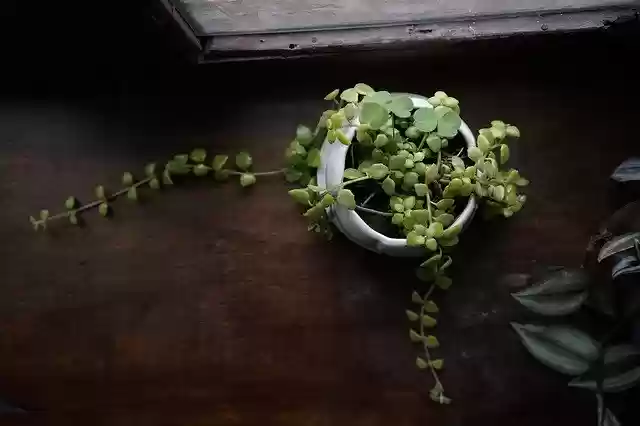 Free download Tree Desk Classroom -  free photo or picture to be edited with GIMP online image editor