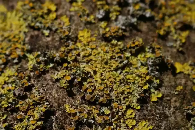 Free download Tree Details Nature -  free photo or picture to be edited with GIMP online image editor