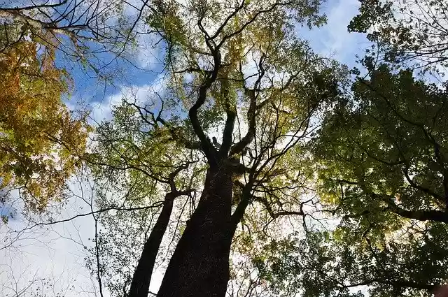 Free download Tree Fall Trees -  free photo or picture to be edited with GIMP online image editor