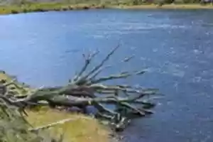 Free download Tree felled by beavers on Gable Island free photo or picture to be edited with GIMP online image editor