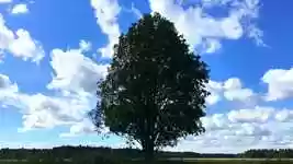 Free download Tree Field Clouds free video to be edited with OpenShot online video editor