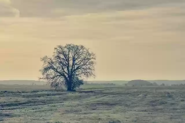 Free download tree field fog haze fall meadow free picture to be edited with GIMP free online image editor