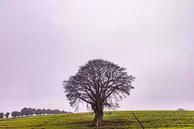 Free download tree field road fog mist kenya free picture to be edited with GIMP free online image editor