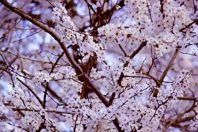 Free download tree flowers cherry blossom free picture to be edited with GIMP free online image editor