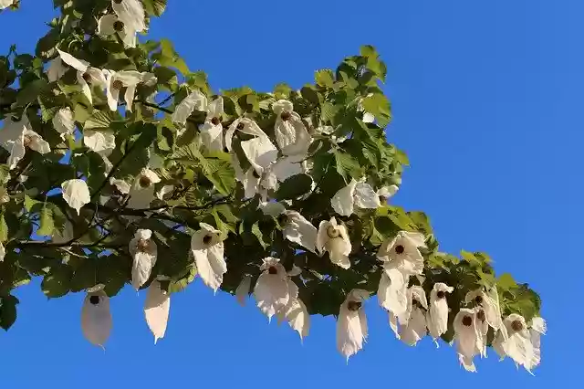 Free download Tree Flowers Nature -  free free photo or picture to be edited with GIMP online image editor