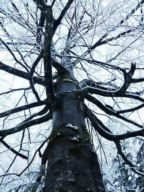 免费下载 Tree Forest Winter - 可使用 GIMP 在线图像编辑器编辑的免费照片或图片