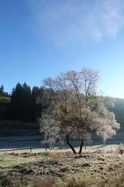 Free download Tree Frost -  free photo or picture to be edited with GIMP online image editor