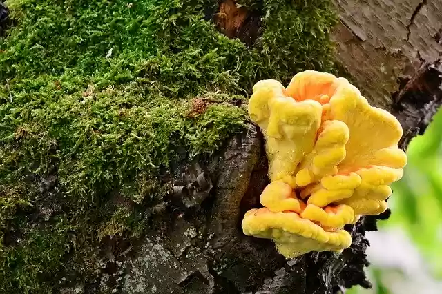 Free download Tree Fungus Old -  free photo or picture to be edited with GIMP online image editor