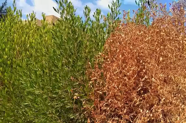 Free download Tree Grass Shrubs -  free photo or picture to be edited with GIMP online image editor