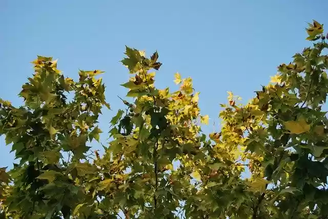 Free download Tree Green Jaén -  free photo or picture to be edited with GIMP online image editor