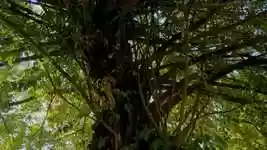 Free download Tree Green Nature -  free free photo or picture to be edited with GIMP online image editor