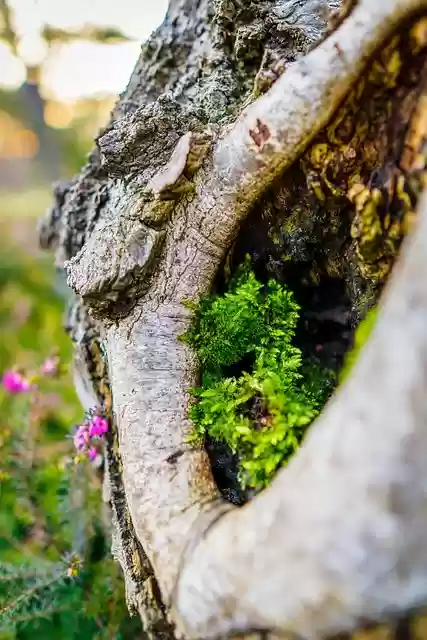 Free download tree hole trunk bark moss green free picture to be edited with GIMP free online image editor