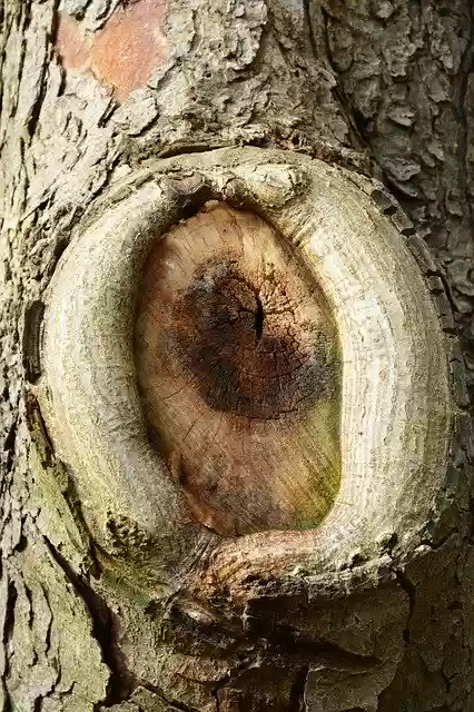 Free download Tree Knothole Log -  free free photo or picture to be edited with GIMP online image editor