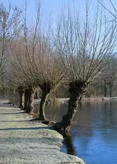Free download Tree Lake Bank -  free photo or picture to be edited with GIMP online image editor