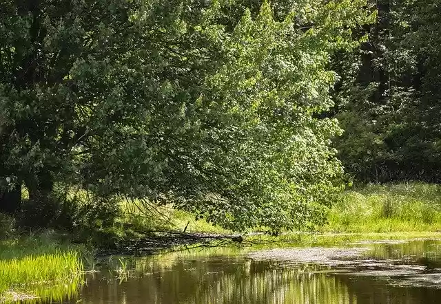 Free download Tree Landscape Outdoors -  free photo or picture to be edited with GIMP online image editor