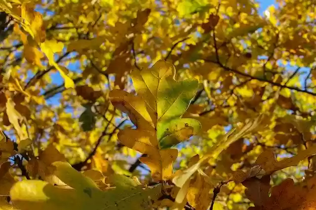 Free download Tree Leaf Yellow -  free photo or picture to be edited with GIMP online image editor