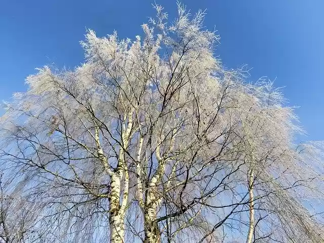 Free download Tree Leann Birch In -  free photo template to be edited with GIMP online image editor