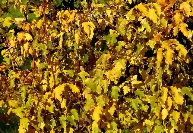 Free download Tree Leaves Colors -  free photo or picture to be edited with GIMP online image editor